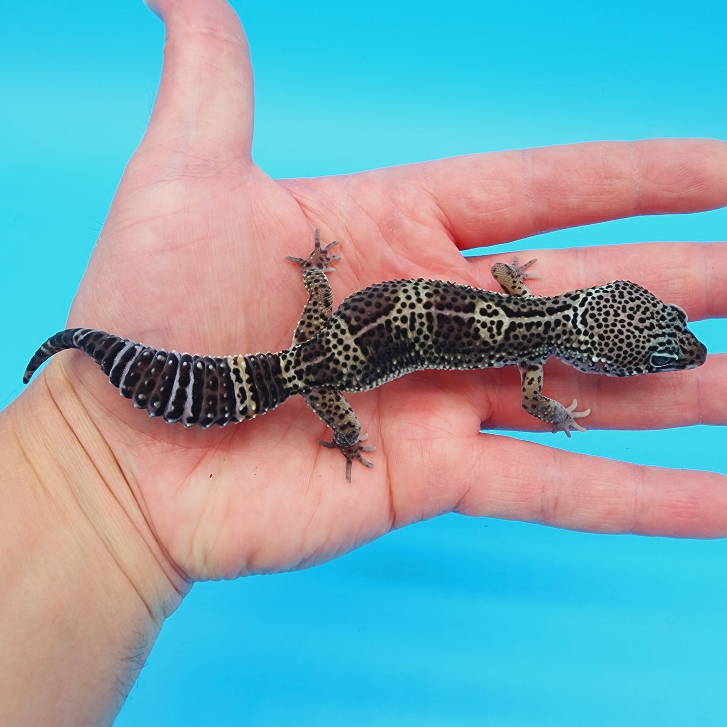 Male Black Night (C-Tier) FREE SHIPPING