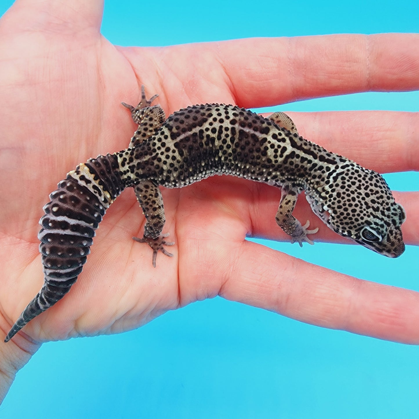 Male Black Night (C-Tier) FREE SHIPPING