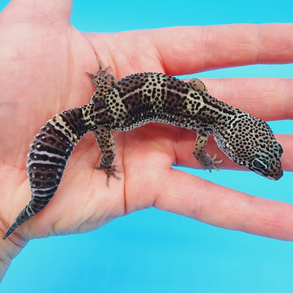 Male Black Night (C-Tier) FREE SHIPPING