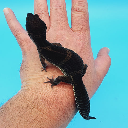 Male Black Night (S-Tier) FREE SHIPPING