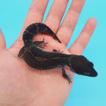 Female Black Night (A-Tier) FREE SHIPPING