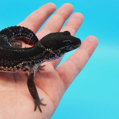 Female Black Night (A-Tier) FREE SHIPPING
