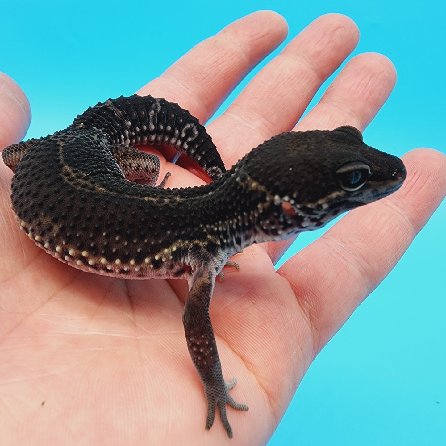 Female Black Night (A-Tier) FREE SHIPPING