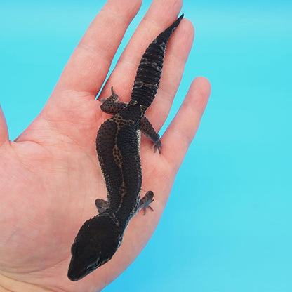Female Black Night (A-Tier) FREE SHIPPING