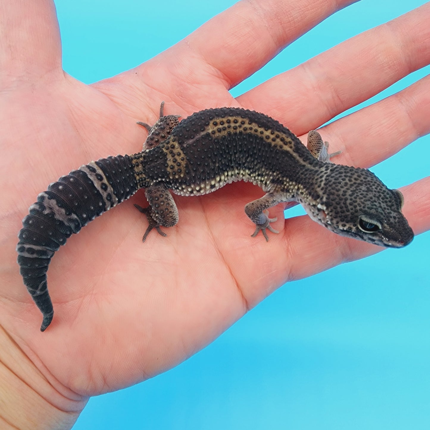 Female Black Night (A-Tier) - ask for updated photos