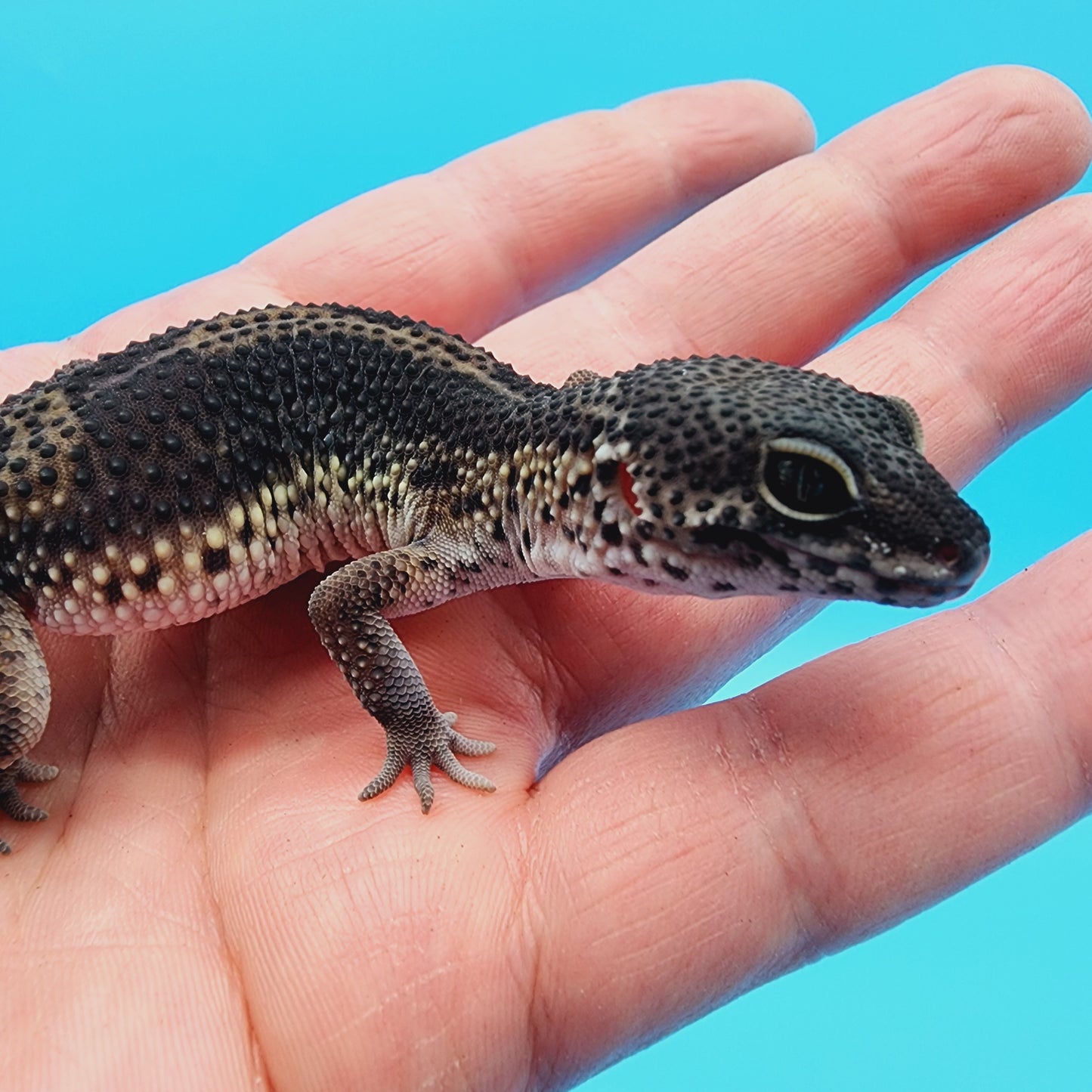 Female Black Night (A-Tier) - ask for updated photos