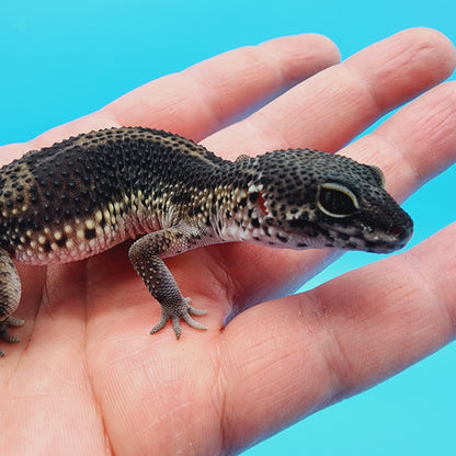 Female Black Night (A-Tier) - ask for updated photos