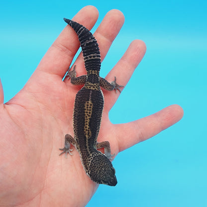 Female Black Night (A-Tier) - ask for updated photos