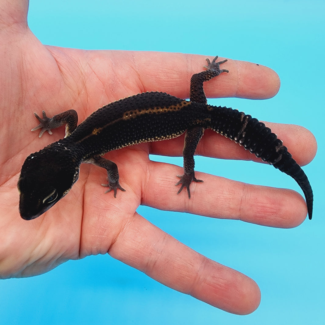 Black Night Leopard Geckos for Sale – Geeky Gecko Creations
