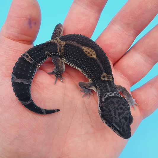 Female Black Night (A-Tier)