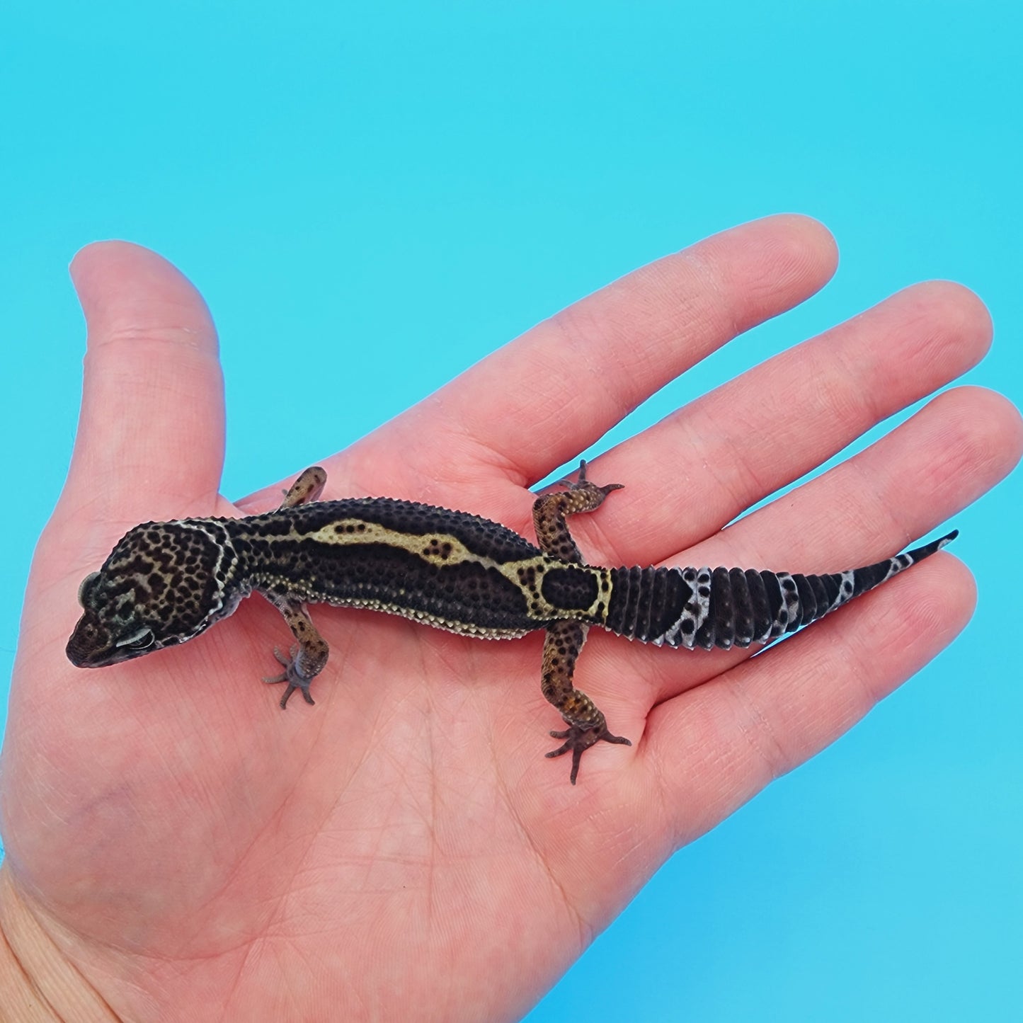 Female Black Night (A-Tier)