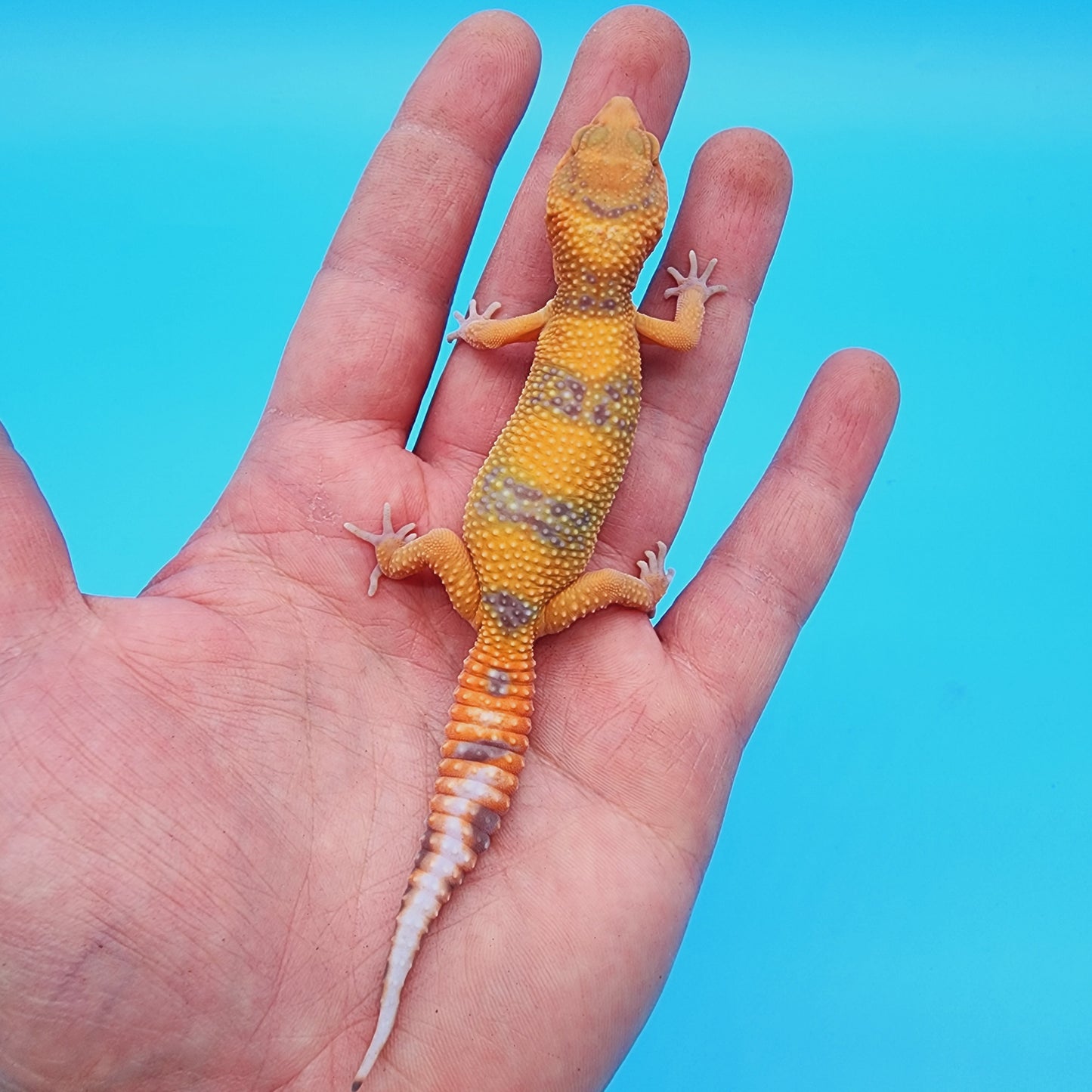 Unsexed Manferno Emerine Tremper Albino [looking female]