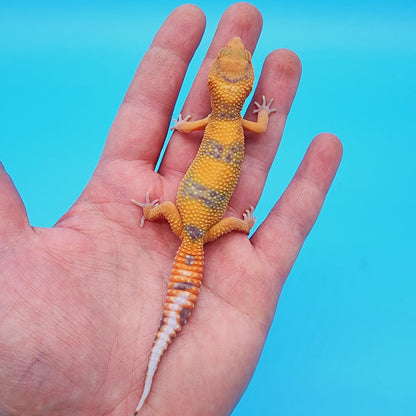 Unsexed Manferno Emerine Tremper Albino [looking female]