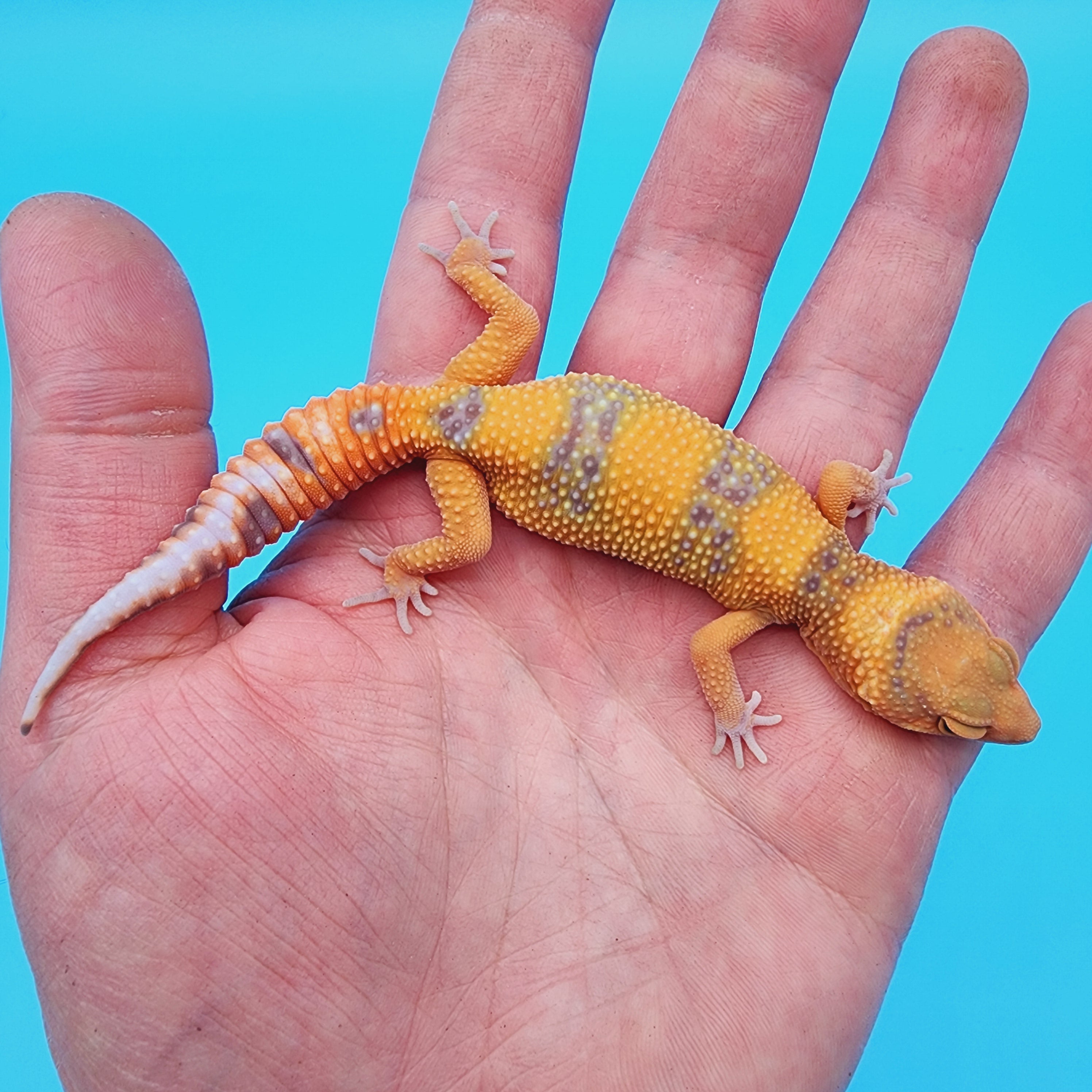 Tremper Albino Leopard Geckos for Sale – Geeky Gecko Creations