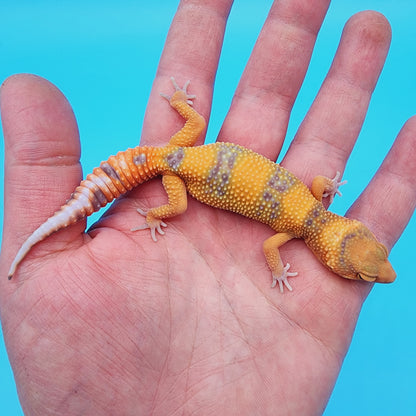 Unsexed Manferno Emerine Tremper Albino [looking female]