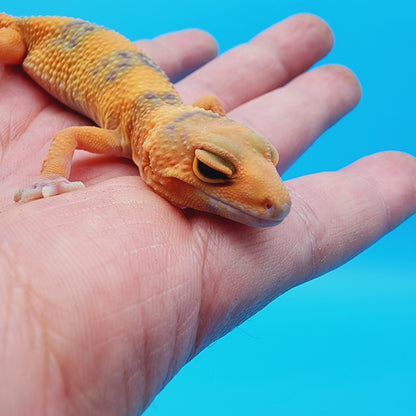 Unsexed Manferno Emerine Tremper Albino [looking female]