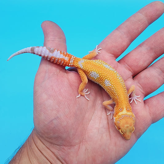 Unsexed Red Diamond Manferno Tremper Albino [looking female]