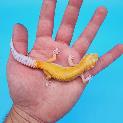Unsexed Red Diamond Manferno RAPTOR (Snake Eyes) [looking female]
