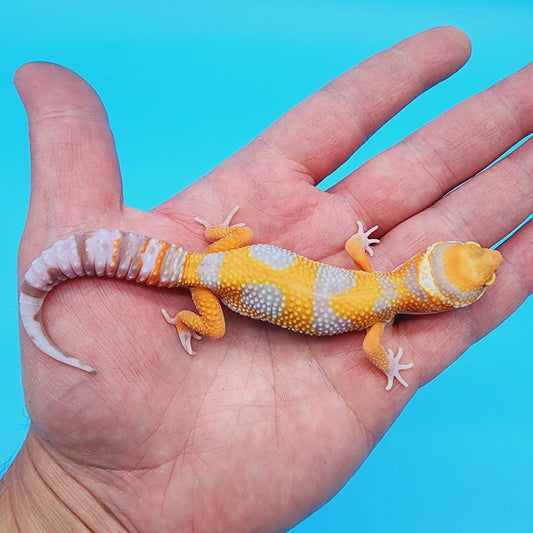 Unsexed Red Diamond Manferno Tremper Albino [looking male]