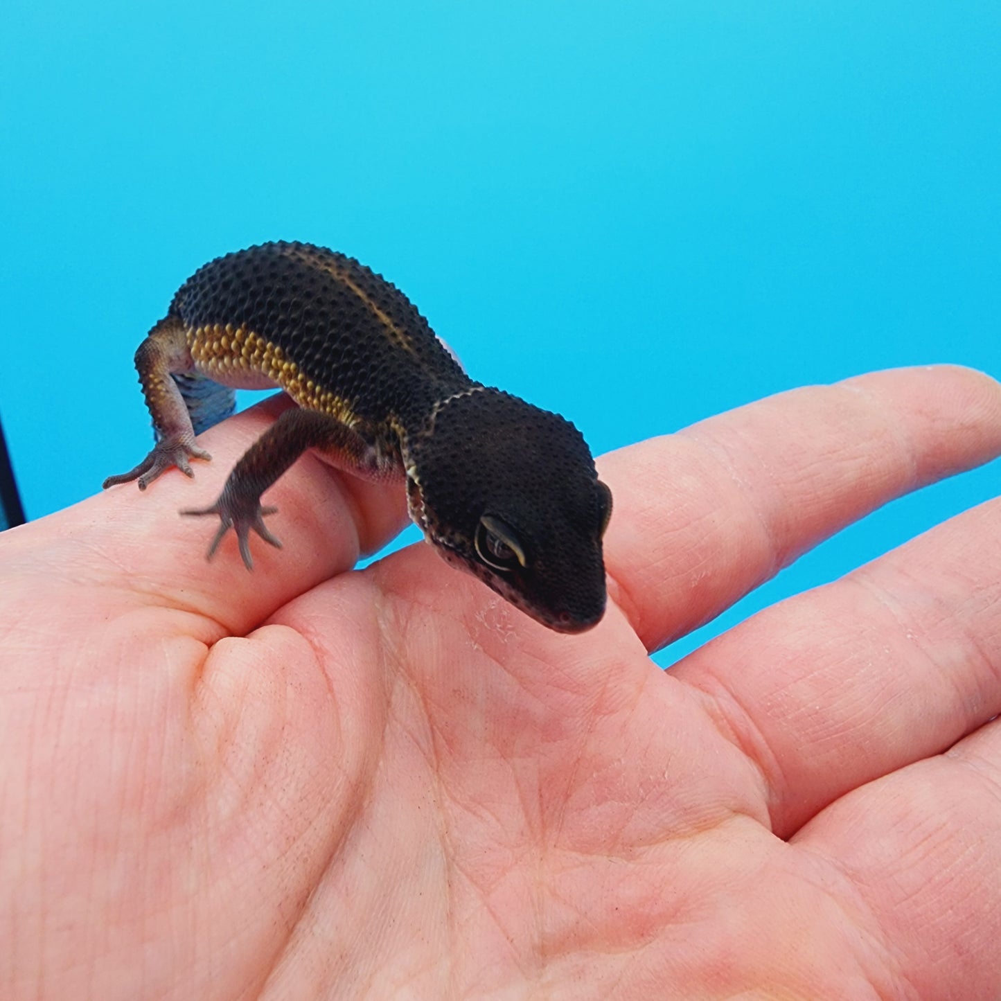 Female Black Night (S-Tier)