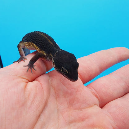 Female Black Night (S-Tier)