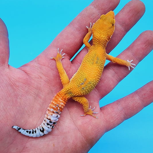 Unsexed Manferno Emerine (slight tail tip imperfection)