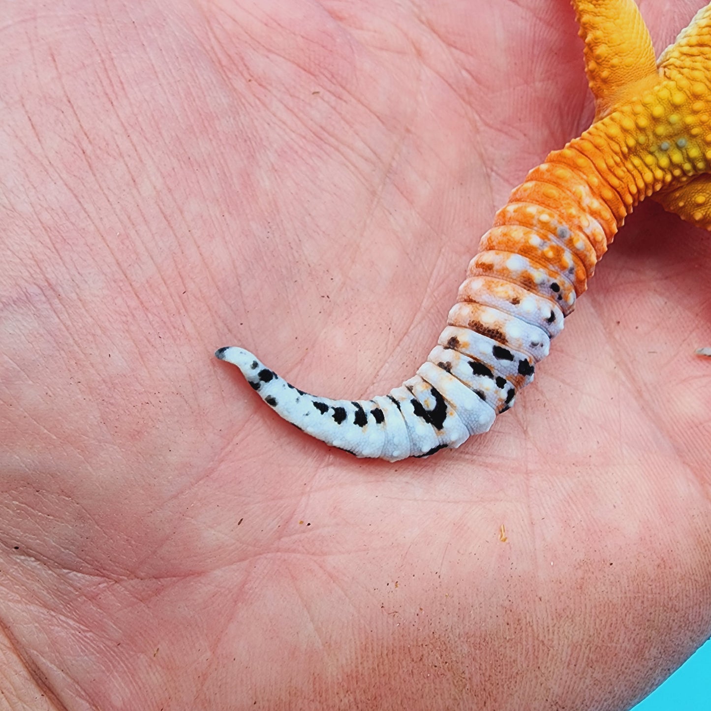 Unsexed Manferno Emerine (slight tail tip imperfection)