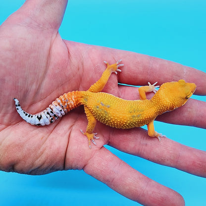 Unsexed Manferno Emerine (slight tail tip imperfection)