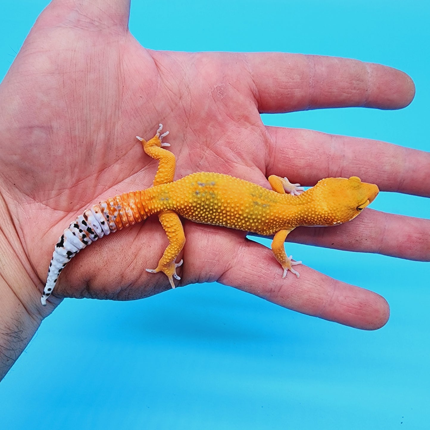 Unsexed Manferno Emerine (slight tail tip imperfection)