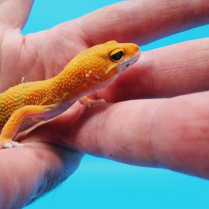 Unsexed Manferno Emerine (slight tail tip imperfection)