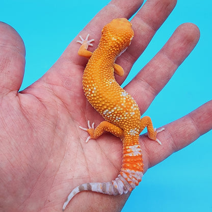 Unsexed Red Diamond Manferno Tremper Albino