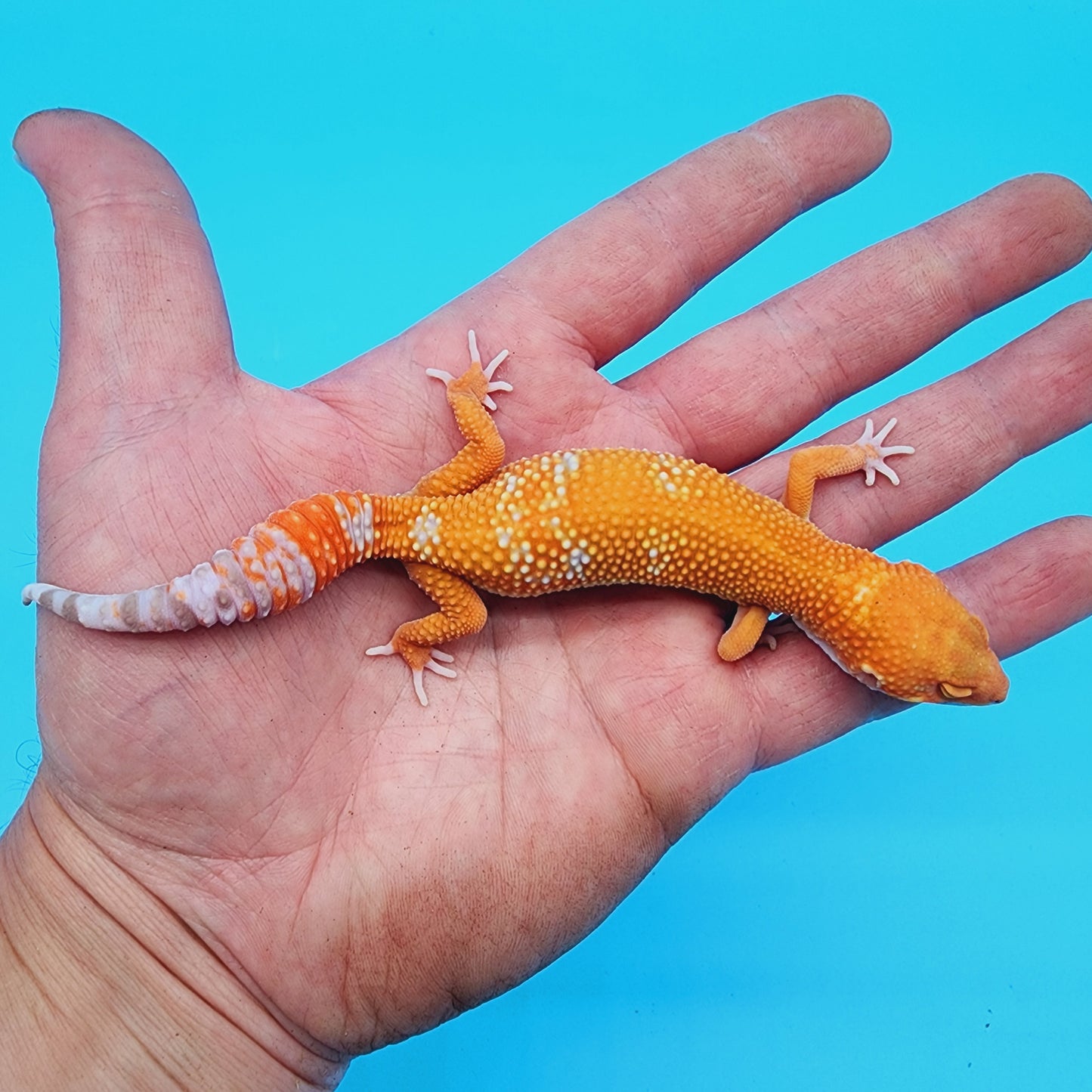 Unsexed Red Diamond Manferno Tremper Albino