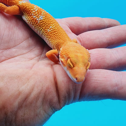 Unsexed Red Diamond Manferno Tremper Albino