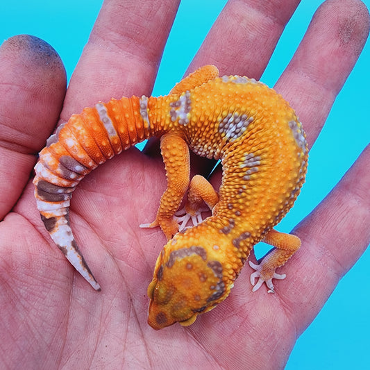 Unsexed Red Stripe Manferno Tremper Albino Jungle