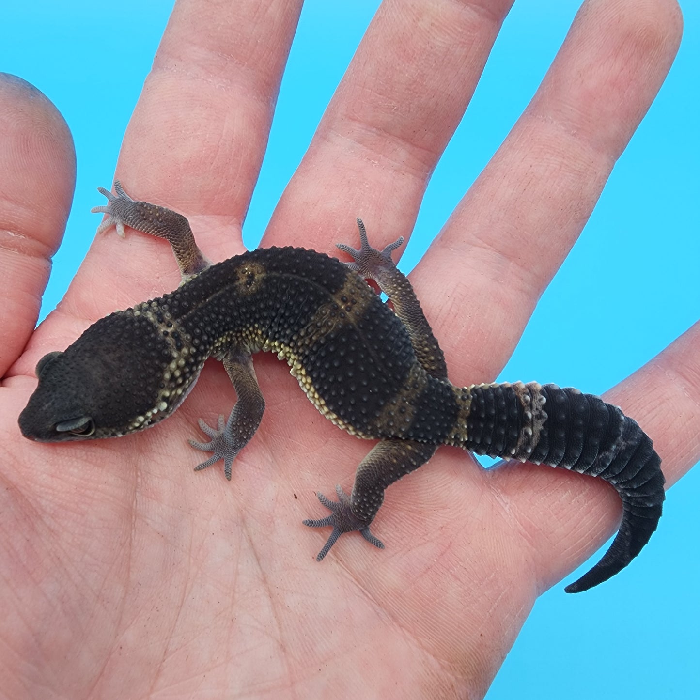 Female Black Night Mandarin (A-Tier)