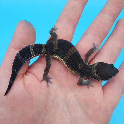 Female Black Night Mandarin (A-Tier)