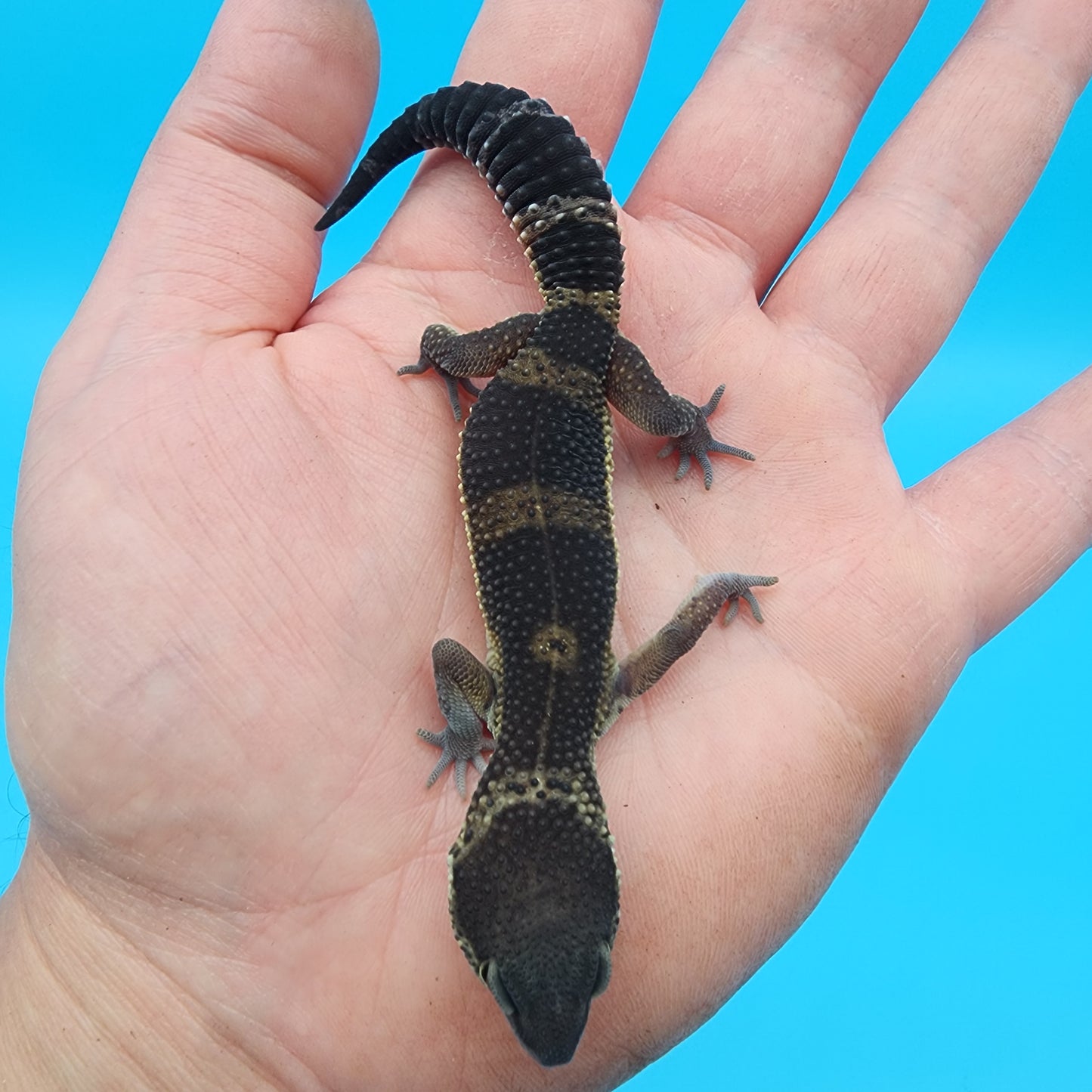 Female Black Night Mandarin (A-Tier)