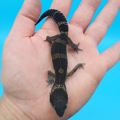Female Black Night Mandarin (A-Tier)