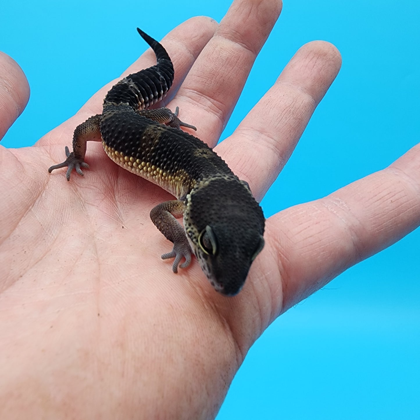 Female Black Night Mandarin (A-Tier)