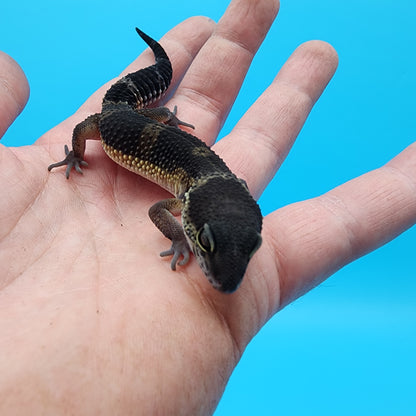 Female Black Night Mandarin (A-Tier)