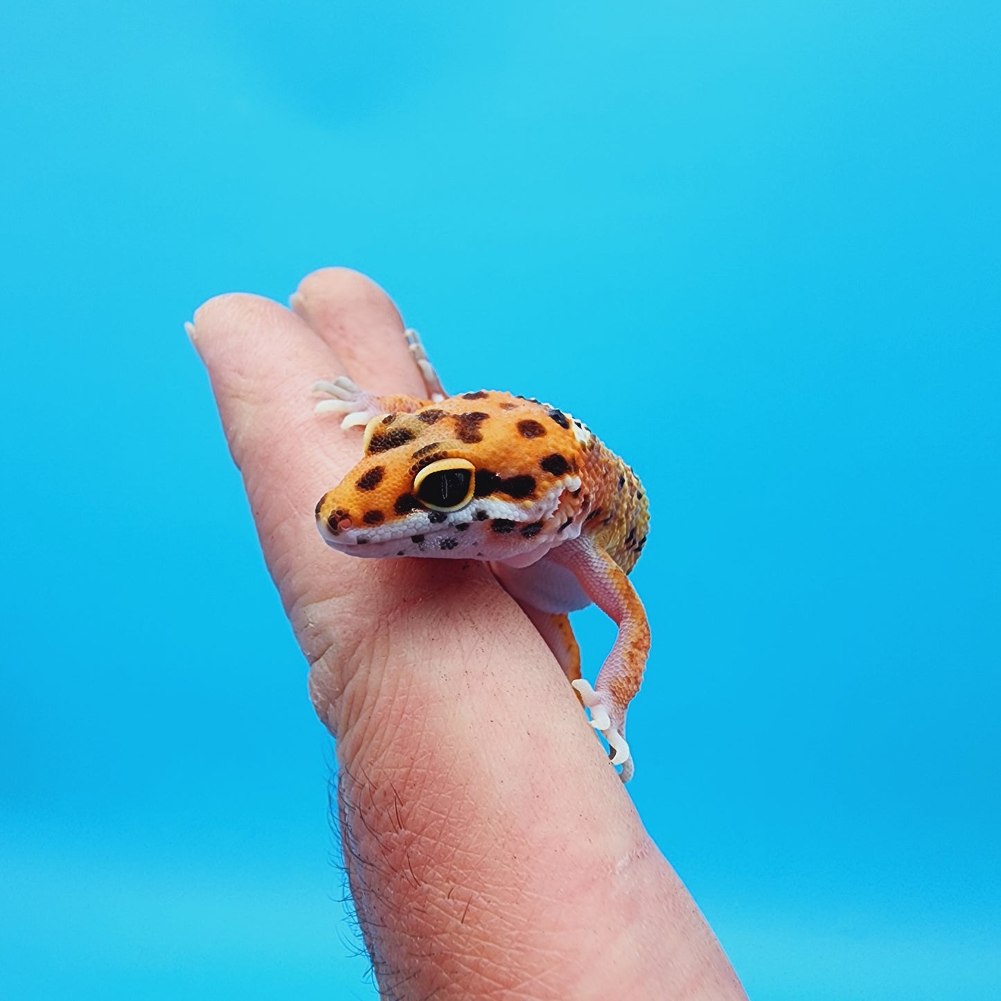 Unsexed Blood Clown Het RADAR (pet funny leg posture)