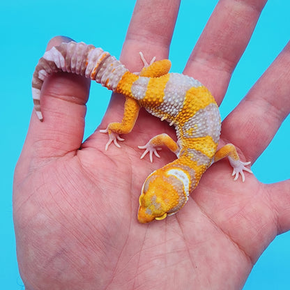 Unsexed Manferno Tremper Albino [looking female]