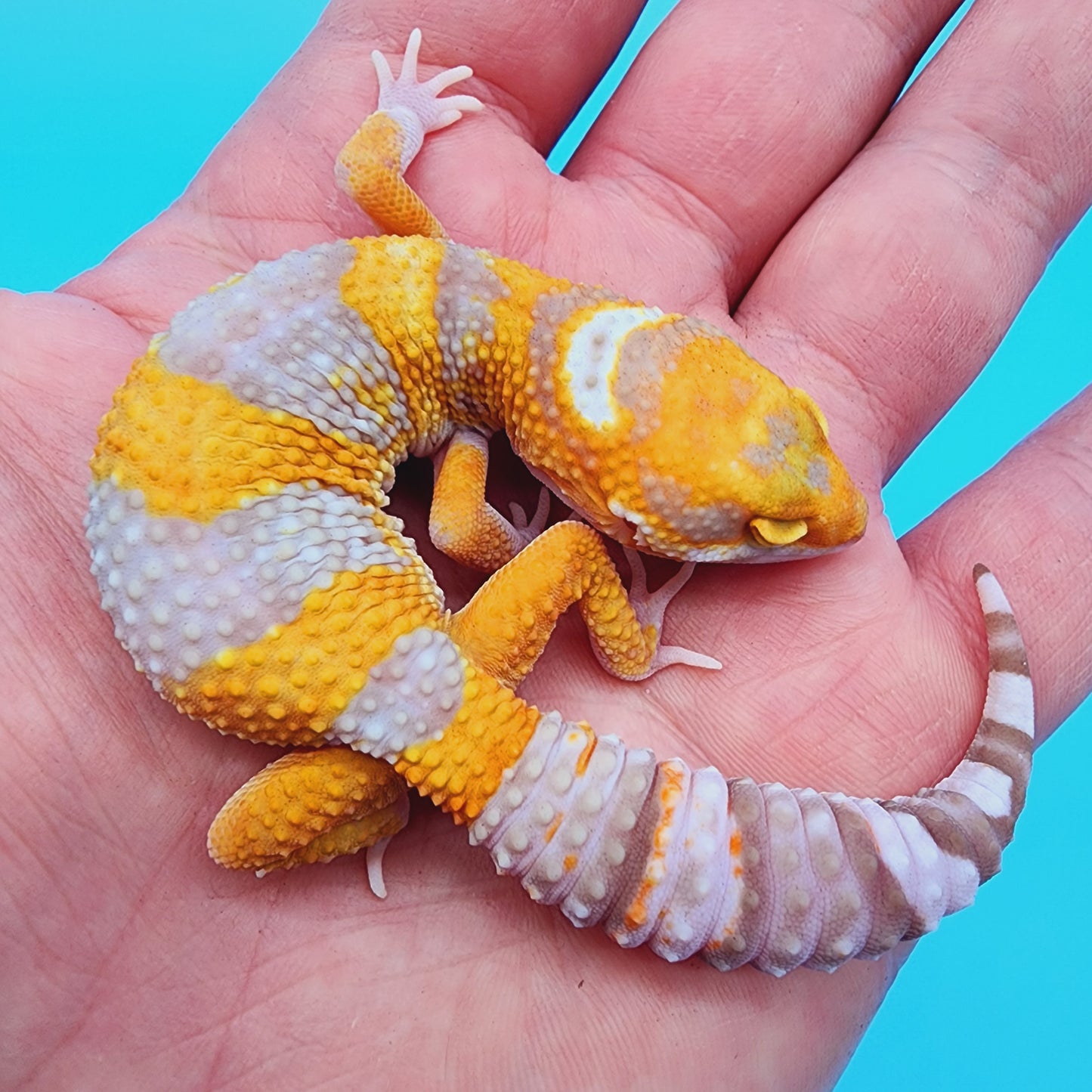 Unsexed Manferno Tremper Albino [looking female]