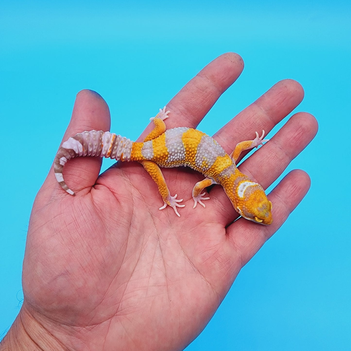 Unsexed Manferno Tremper Albino [looking female]