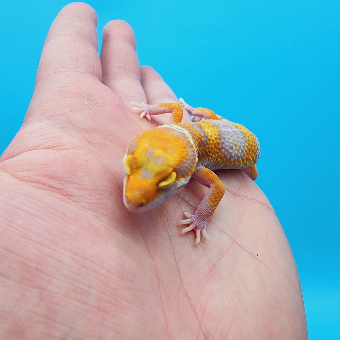 Unsexed Manferno Tremper Albino [looking female]