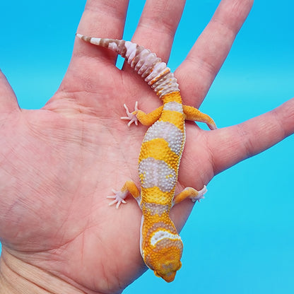 Unsexed Manferno Tremper Albino [looking female]