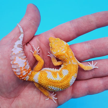Unsexed Manferno Tremper Albino Jungle [looking female]