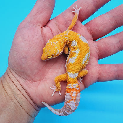 Unsexed Manferno Tremper Albino Jungle [looking female]