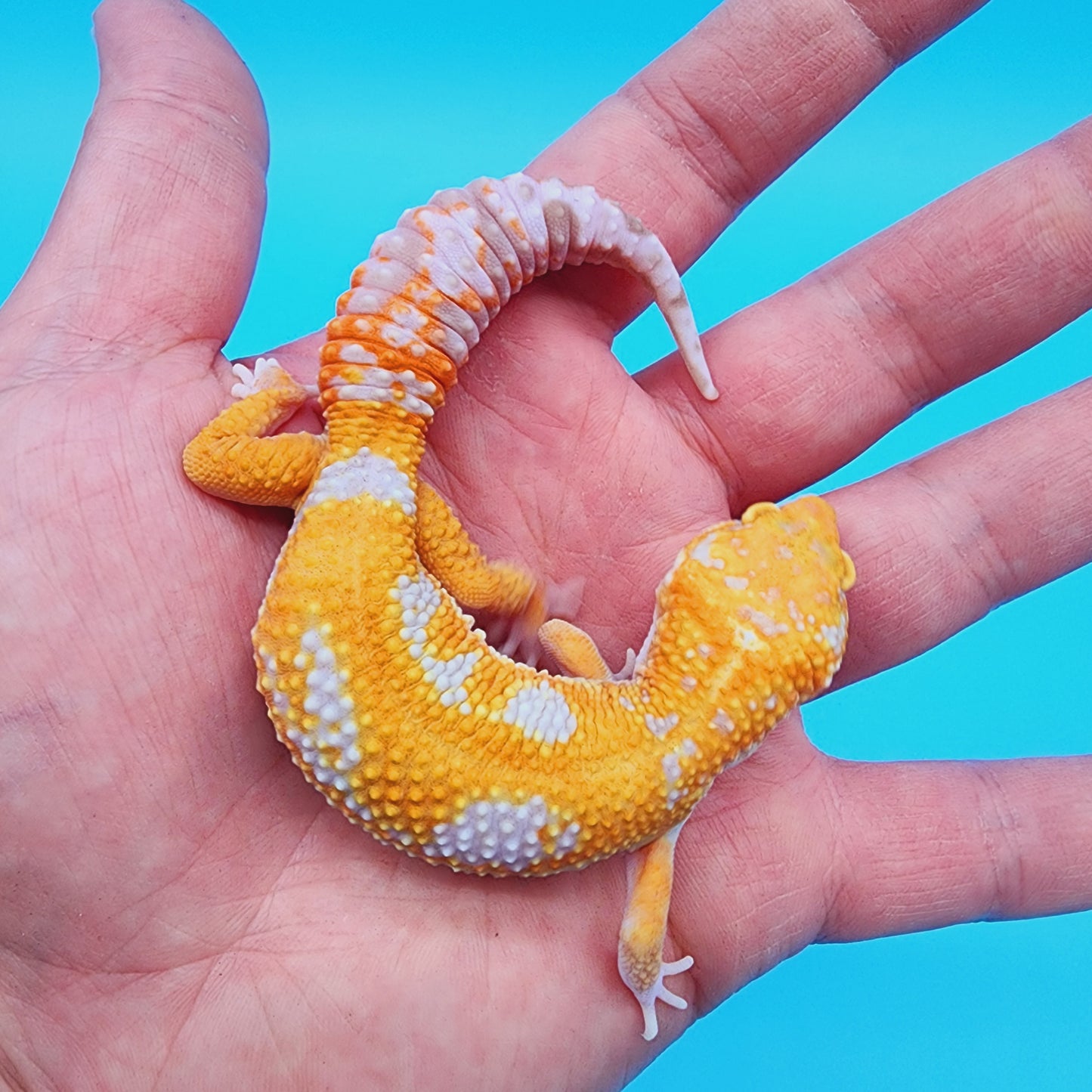 Unsexed Manferno Tremper Albino Jungle [looking female]