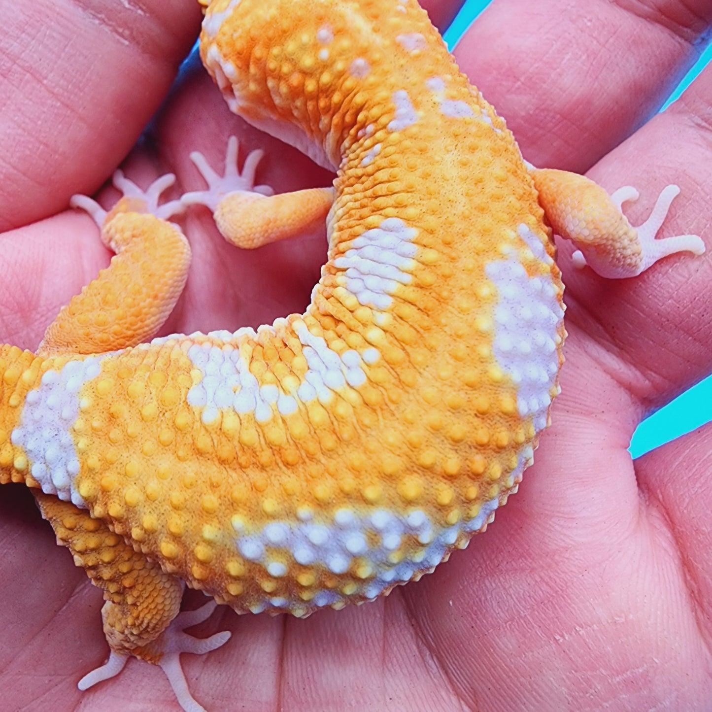 Unsexed Manferno Tremper Albino Jungle [looking female]